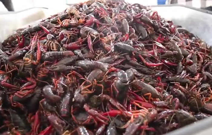 小龙虾 称重分选